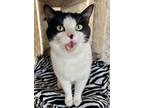 Adopt Hickory a Black & White or Tuxedo Domestic Shorthair (short coat) cat in