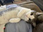 Adopt Aristotle a Gray or Blue (Mostly) American Shorthair (short coat) cat in