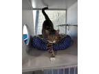 Adopt Ortega a Tan or Fawn (Mostly) Domestic Shorthair (short coat) cat in