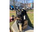 Adopt Bonsai a Labrador Retriever / American Pit Bull Terrier / Mixed dog in