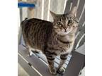 Adopt Eliza a Brown Tabby Domestic Shorthair (short coat) cat in Ashland
