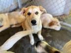 Adopt Zoinks a Tan/Yellow/Fawn Great Pyrenees / Australian Shepherd / Mixed