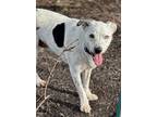 Adopt Chowder a White Border Collie / Mixed Breed (Medium) / Mixed (short coat)