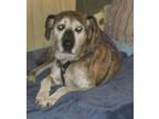 Adopt Buddy a Brindle Dutch Shepherd / Mixed Breed (Medium) / Mixed (short coat)
