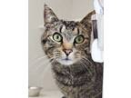 Adopt Keanu a Brown Tabby Domestic Shorthair / Mixed Breed (Medium) / Mixed