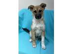 Adopt Simon a Tan/Yellow/Fawn Collie / Shepherd (Unknown Type) / Mixed (short