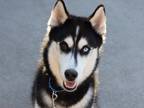 Adopt Ron Ron a Mixed Breed (Large) / Mixed dog in Brooklyn, NY (41298416)