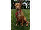 Adopt Cinnamon a Brindle Mixed Breed (Small) / Mixed Breed (Medium) / Mixed