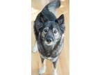 Adopt Lennon a Black - with Tan, Yellow or Fawn German Shepherd Dog / Husky /