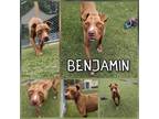 Adopt Benjamin a Brown/Chocolate American Staffordshire Terrier / Mixed Breed