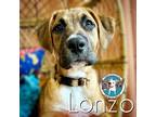 Adopt Lonzo Balbina a Brown/Chocolate Black Mouth Cur dog in Portland