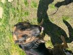 Adopt Blossom a Black - with Tan, Yellow or Fawn German Shepherd Dog / Mixed dog
