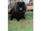 Adopt Harley a Black Pomeranian / Mixed dog in Birmingham, AL (41298055)