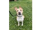 Adopt 24-03-0780 Syd a Pit Bull Terrier / Mixed dog in Dallas, GA (40972199)