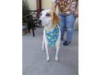 Adopt Ellie a White Treeing Walker Coonhound / Mixed Breed (Medium) / Mixed