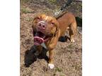 Adopt Apollo a Brown/Chocolate Mixed Breed (Small) / Mixed Breed (Medium) /
