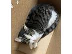 Adopt Velma a Brown Tabby Domestic Shorthair / Mixed Breed (Medium) / Mixed