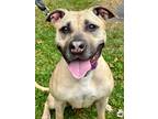 Adopt Thimble a Tan/Yellow/Fawn American Pit Bull Terrier / Mixed Breed (Medium)