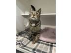 Adopt Aven a Brown Tabby Domestic Shorthair / Mixed Breed (Medium) / Mixed