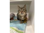 Adopt Alvin a Brown Tabby Domestic Shorthair / Mixed Breed (Medium) / Mixed