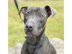 Adopt Edison a Black Whippet / Labrador Retriever / Mixed (short coat) dog in
