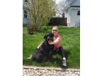 Adopt Bersa a Black Rottweiler / Mixed Breed (Medium) / Mixed (short coat) dog