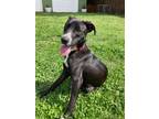 Adopt Venus a Black - with White Great Pyrenees / Pit Bull Terrier / Mixed dog