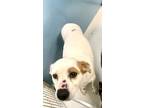 Adopt Katy Kat Bug 58048 a White - with Tan, Yellow or Fawn Australian Cattle