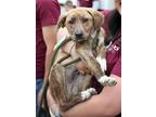 Adopt Posey G a Plott Hound / Labrador Retriever dog in Fairfax Station