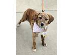 Adopt Pansy G a Plott Hound / Labrador Retriever dog in Fairfax Station