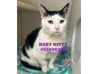 Adopt Baby Kitty a All Black Domestic Shorthair / Mixed Breed (Medium) / Mixed