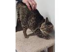 Adopt Hank a Brown Tabby Domestic Shorthair (short coat) cat in Shelby