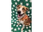 Adopt Twain a Tan/Yellow/Fawn Mixed Breed (Small) / Mixed Breed (Medium) / Mixed