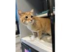 Adopt Ozzy a Orange or Red Domestic Shorthair / Mixed Breed (Medium) / Mixed