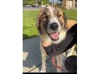 Adopt Cici a Tricolor (Tan/Brown & Black & White) Australian Shepherd dog in San