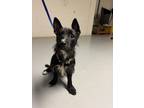 Adopt Skittles a Black - with White Scottie, Scottish Terrier / Jack Russell