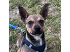Adopt Taquito a Tan/Yellow/Fawn Rat Terrier / Fox Terrier (Smooth) / Mixed dog