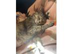 Adopt Maple a Gray, Blue or Silver Tabby Domestic Shorthair cat in Toledo