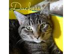 Adopt Duchess a Brown Tabby Domestic Shorthair / Mixed Breed (Medium) / Mixed