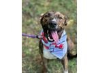 Adopt Bandit a Boxer / Plott Hound dog in Boulder, CO (40561922)