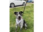 Adopt Domino a Black - with White Blue Heeler dog in Dickson, TN (41069467)