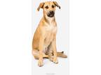 Adopt Tootsie pup: Kit Kat a Mixed Breed (Medium) dog in San Diego