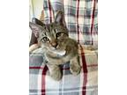 Adopt Pesto a Brown Tabby Manx (short coat) cat in Huntsville, AL (41296618)
