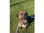 Adopt Whisper a Brindle Mixed Breed (Small) / Mixed Breed (Medium) / Mixed
