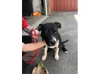 Adopt Buck a Black Mixed Breed (Small) / Mixed Breed (Medium) / Mixed (short