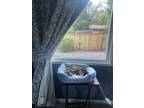 Adopt Kiana a Tortoiseshell American Shorthair / Mixed (medium coat) cat in