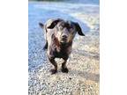 Adopt Stumpy a Black Basset Hound / Labrador Retriever / Mixed dog in Frederick