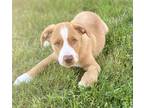 Adopt Talia a Tan/Yellow/Fawn Labrador Retriever / Mixed Breed (Medium) / Mixed