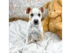 Adopt Porgi a Tan/Yellow/Fawn - with White Corgi / American Pit Bull Terrier /