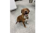 Adopt Athena a Brindle American Pit Bull Terrier / Mixed Breed (Medium) / Mixed